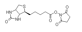 (+)-Biotin N-hydroxysuccinimide ester 35013-72-0